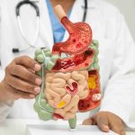Healthcare provider holding an anatomical model of the digestive system.